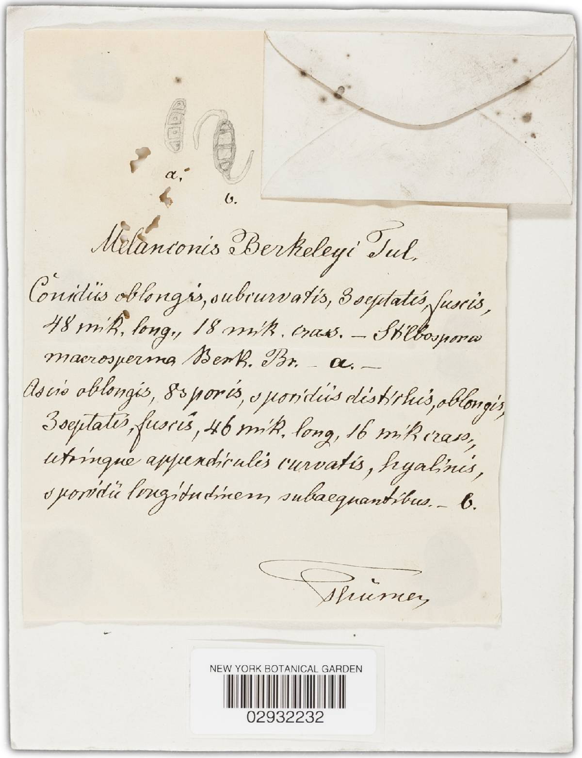 Hapalocystis bicaudata image