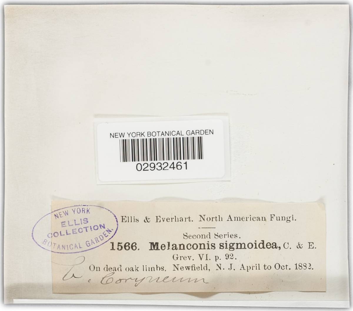 Melanconis sigmoidea image