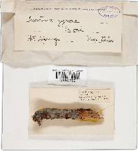 Amphilogia gyrosa image