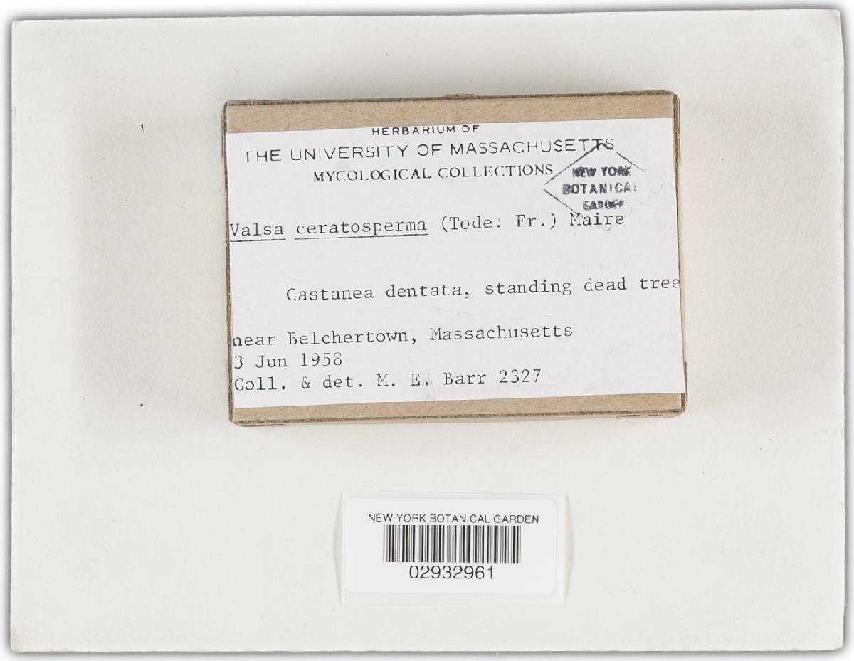 Valsa ceratosperma image