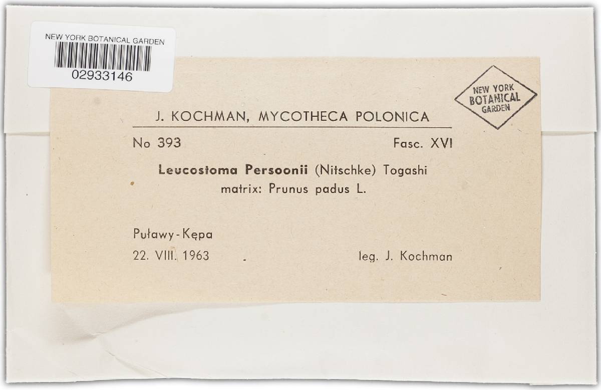 Leucostoma persoonii image