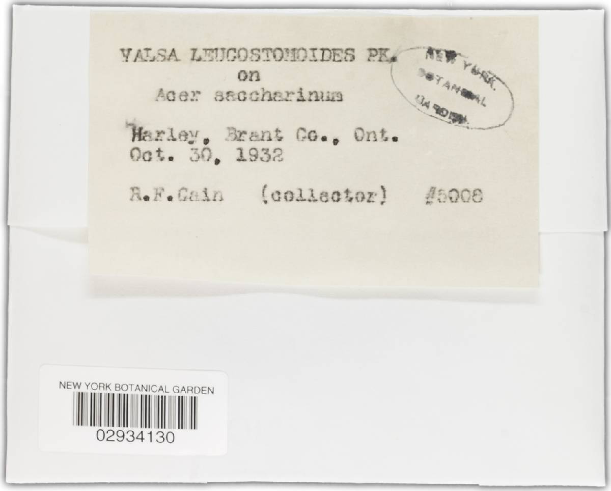 Valsa ambiens image