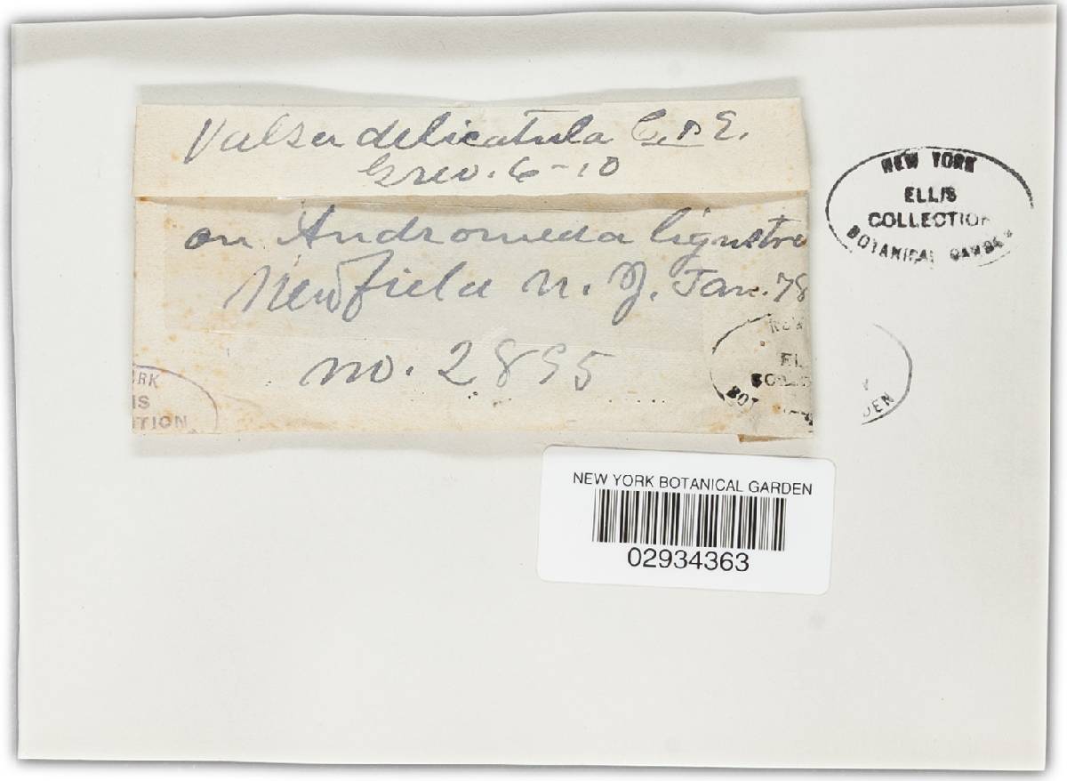 Valsa ribicola image