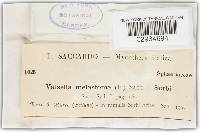 Valsella melastoma image