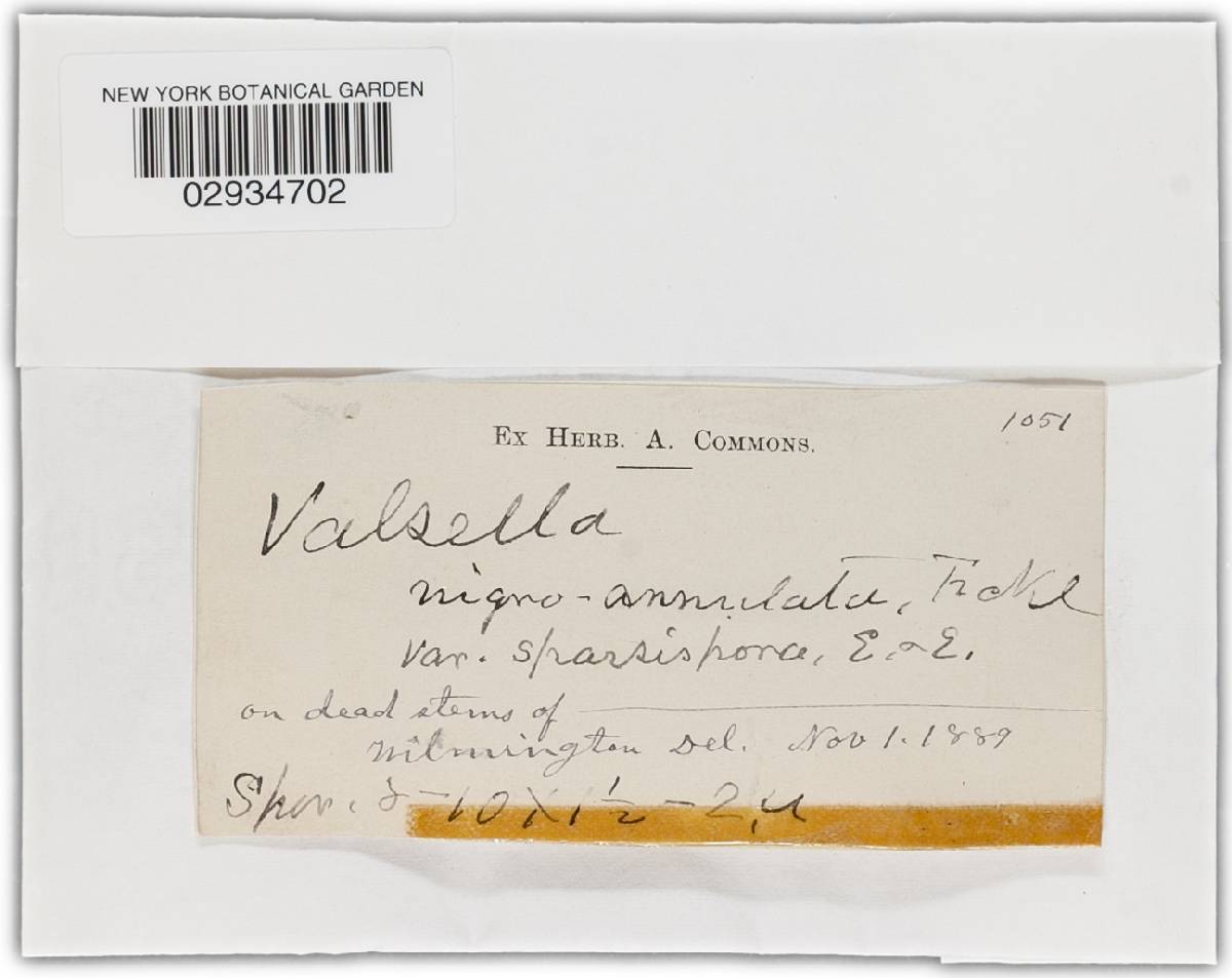 Valsella nigroannulata image
