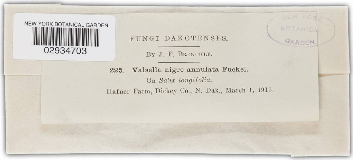 Valsella nigroannulata image