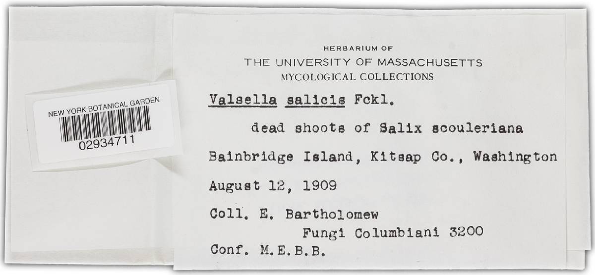 Valsella salicis image