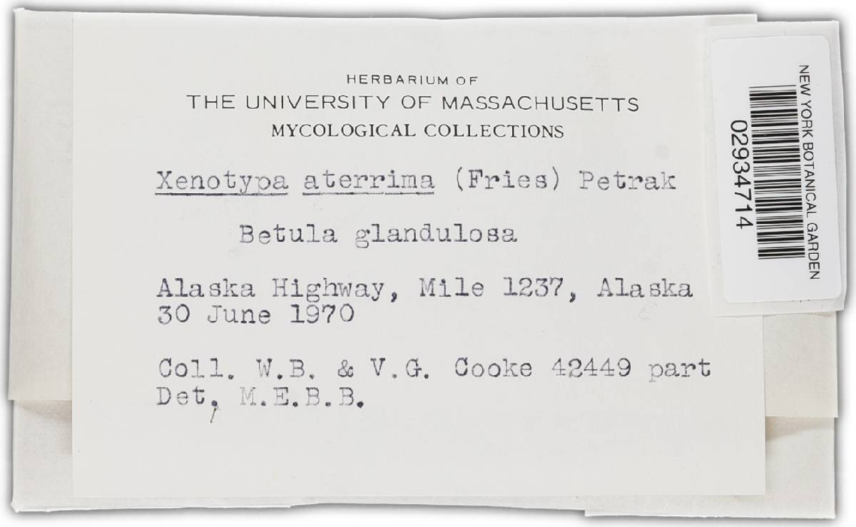 Xenotypa aterrima image