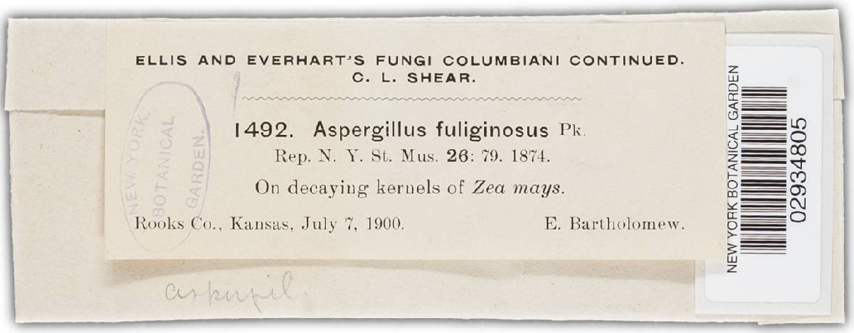 Aspergillus fuliginosus image