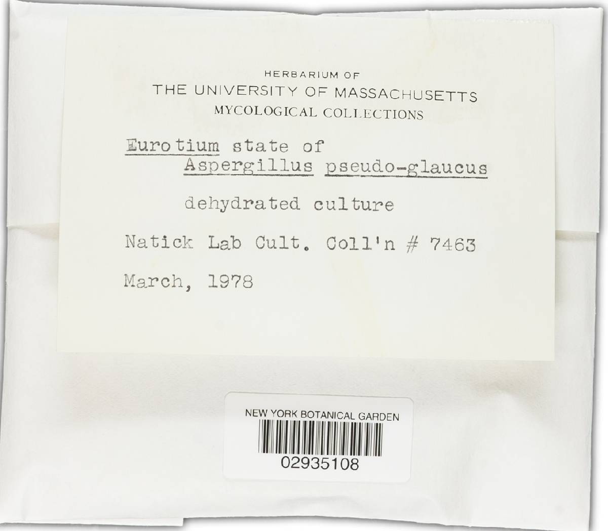 Aspergillus pseudoglaucus image