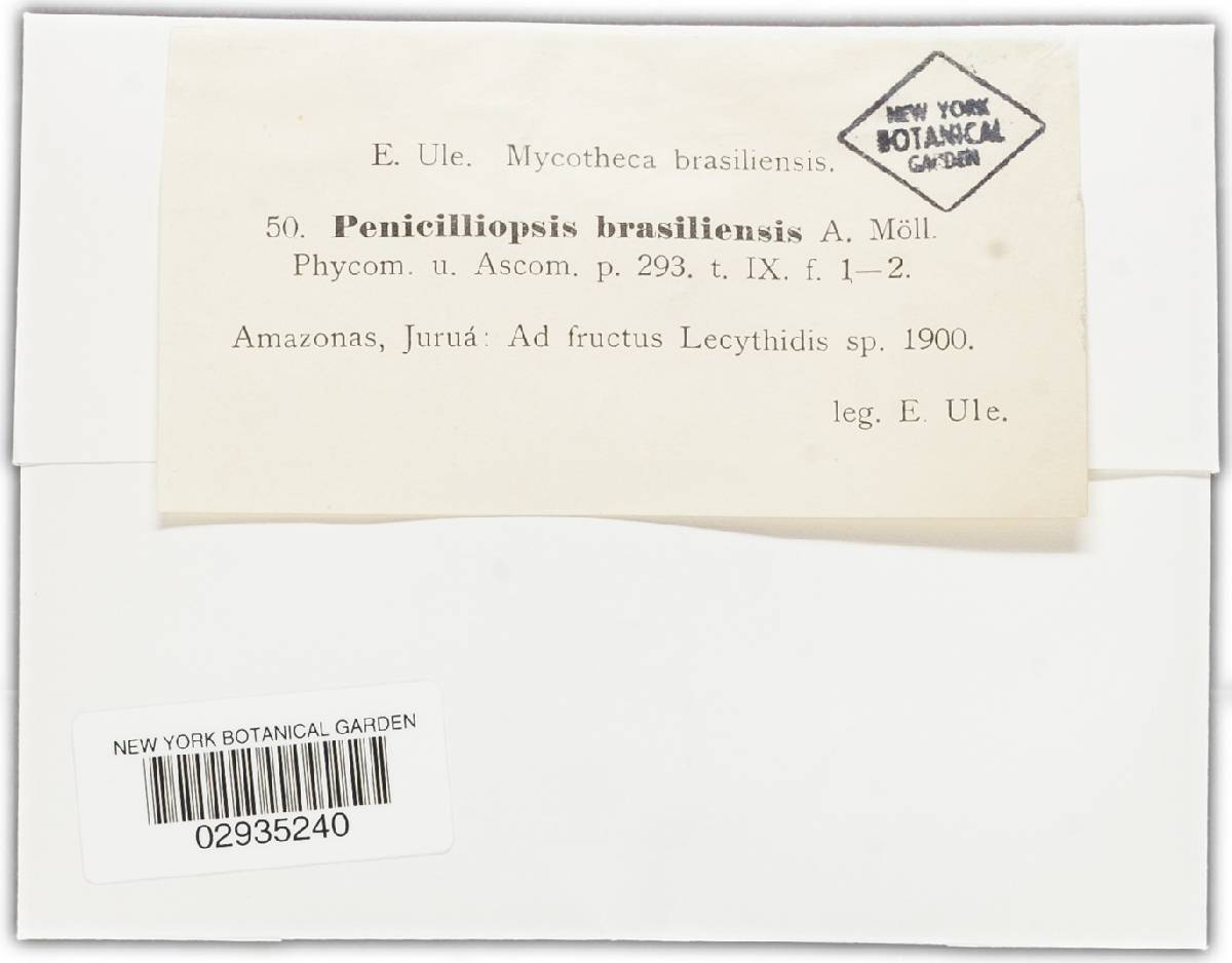 Penicilliopsis brasiliensis image