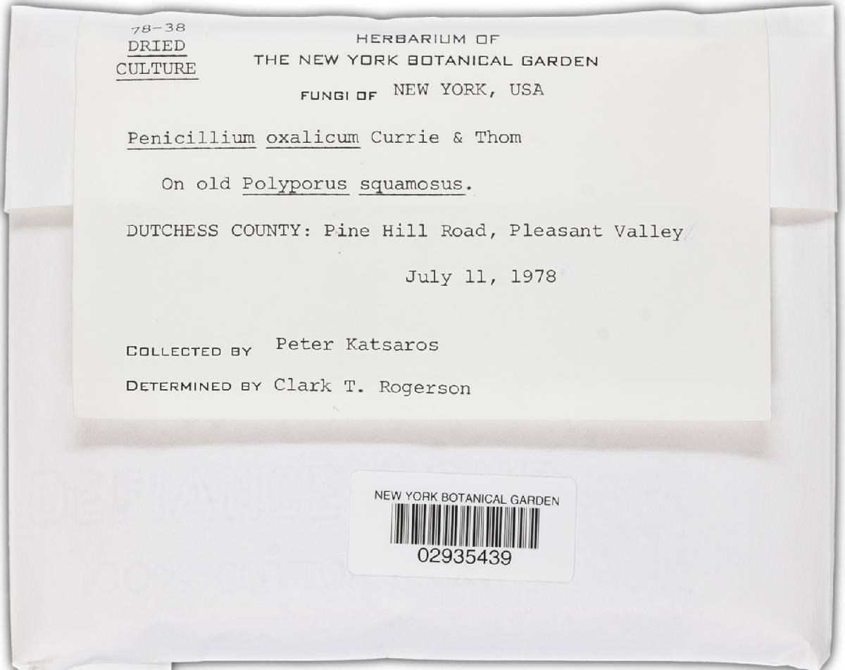 Penicillium oxalicum image