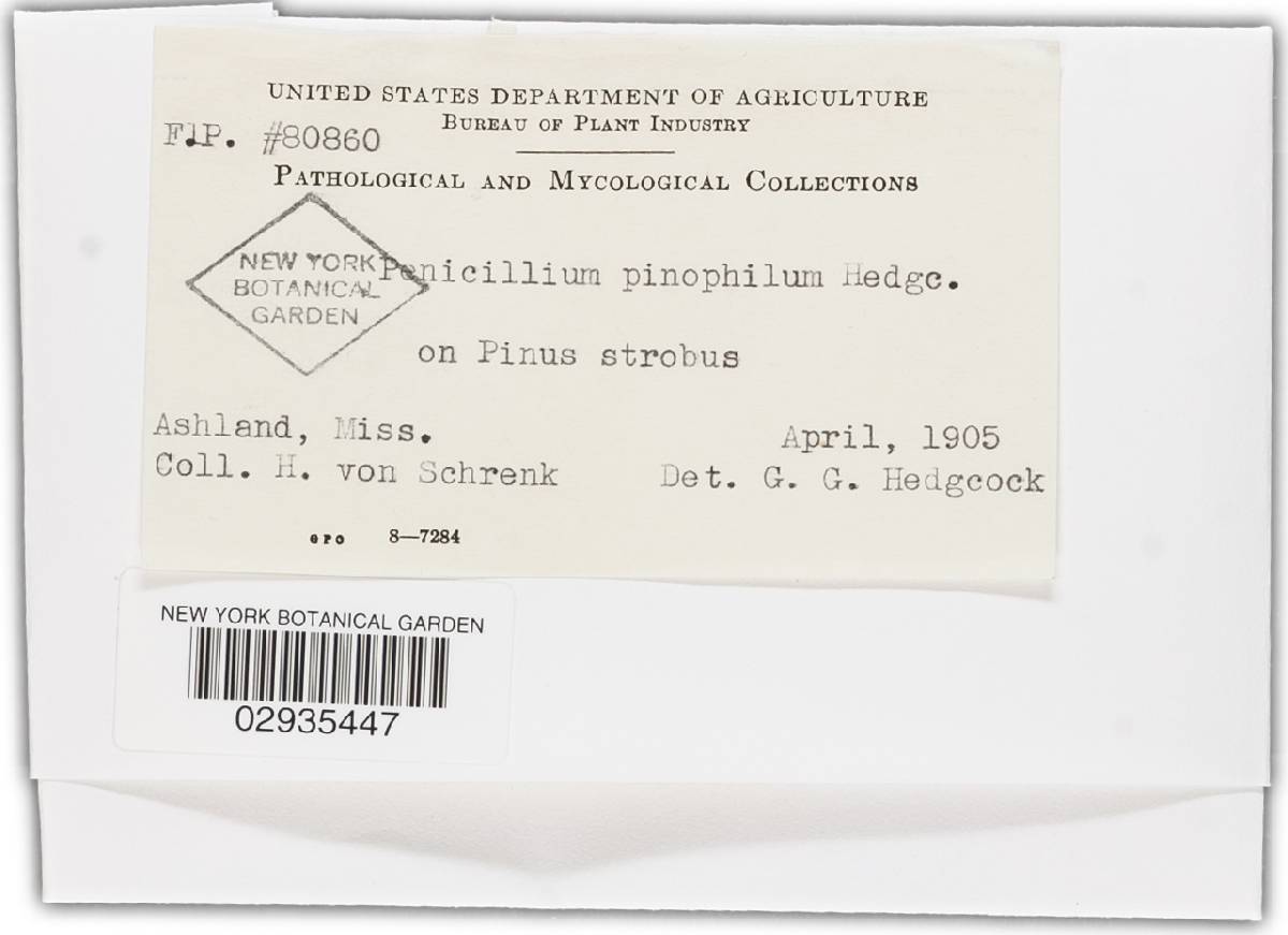 Penicillium pinophilum image