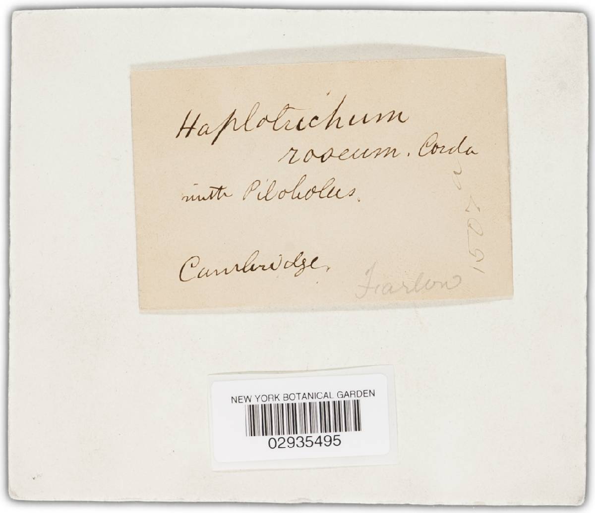 Clonostachys image
