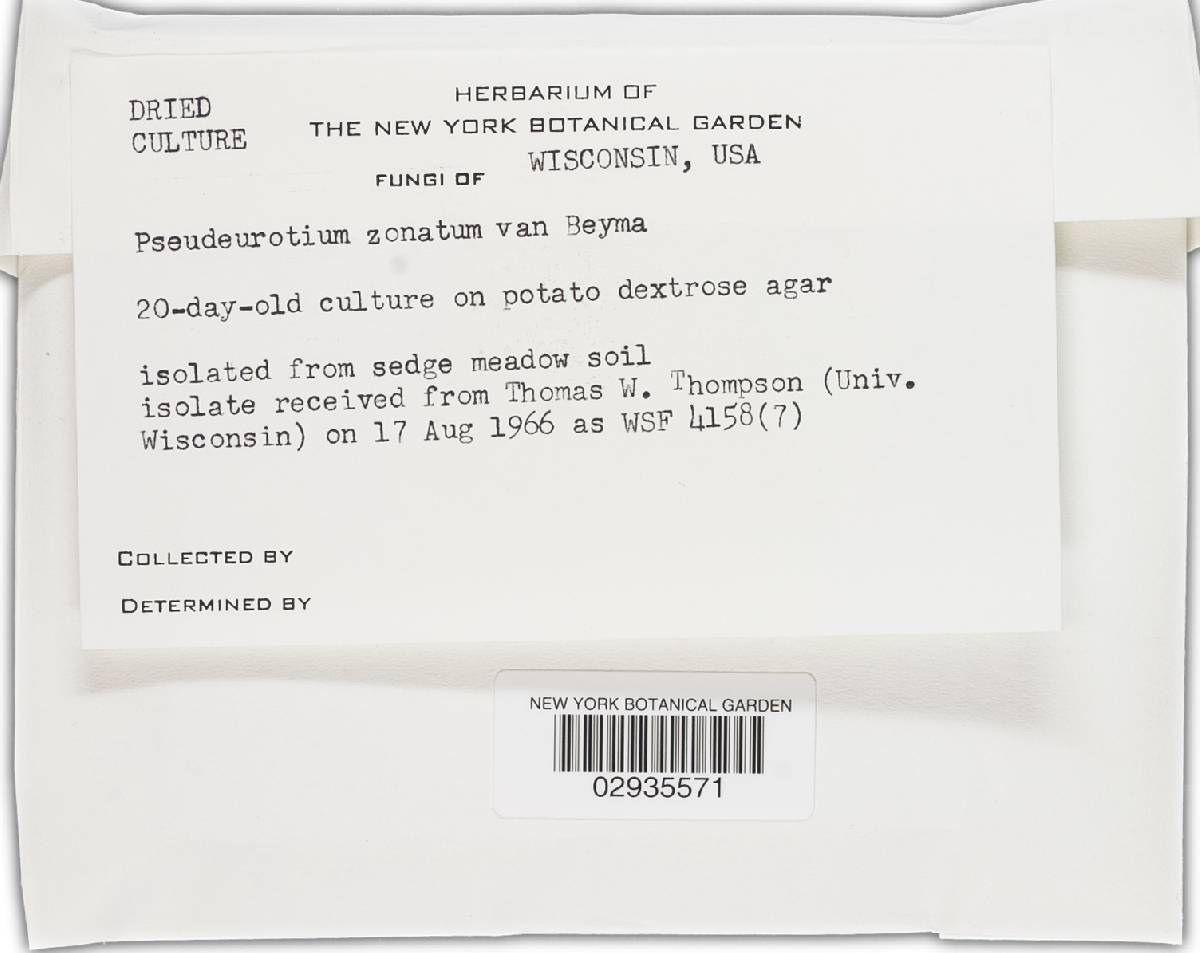 Pseudeurotium image
