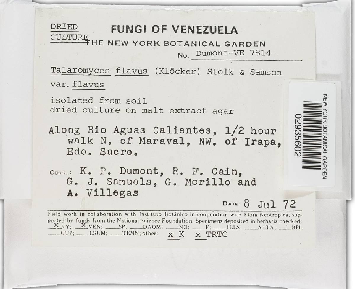 Talaromyces flavus image
