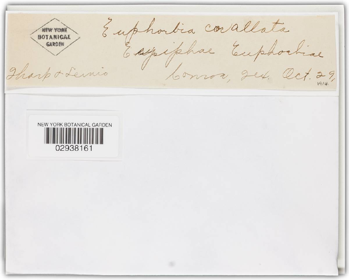 Erysiphe euphorbiae image