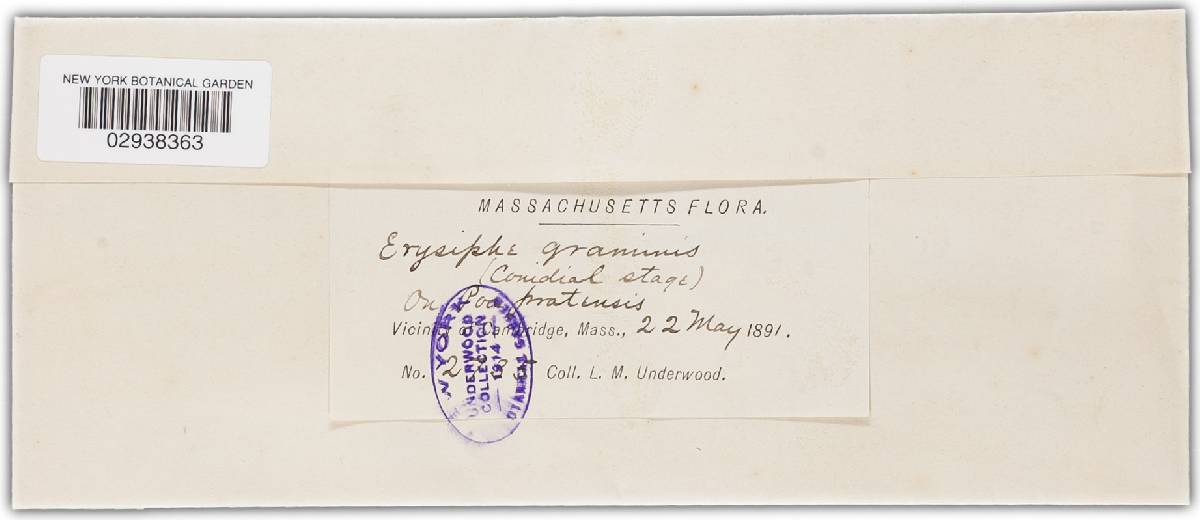Blumeria graminis image