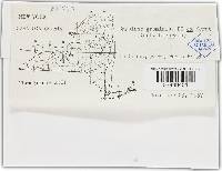 Blumeria graminis image