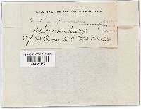 Blumeria graminis image