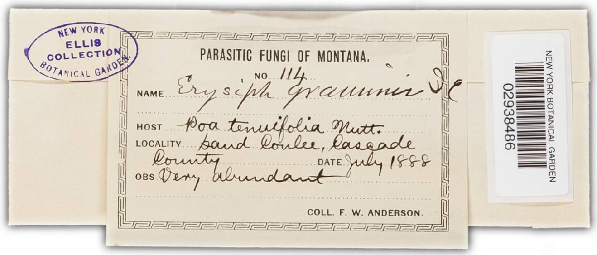 Blumeria graminis image