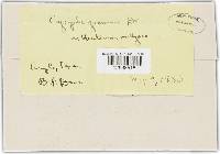 Blumeria graminis image