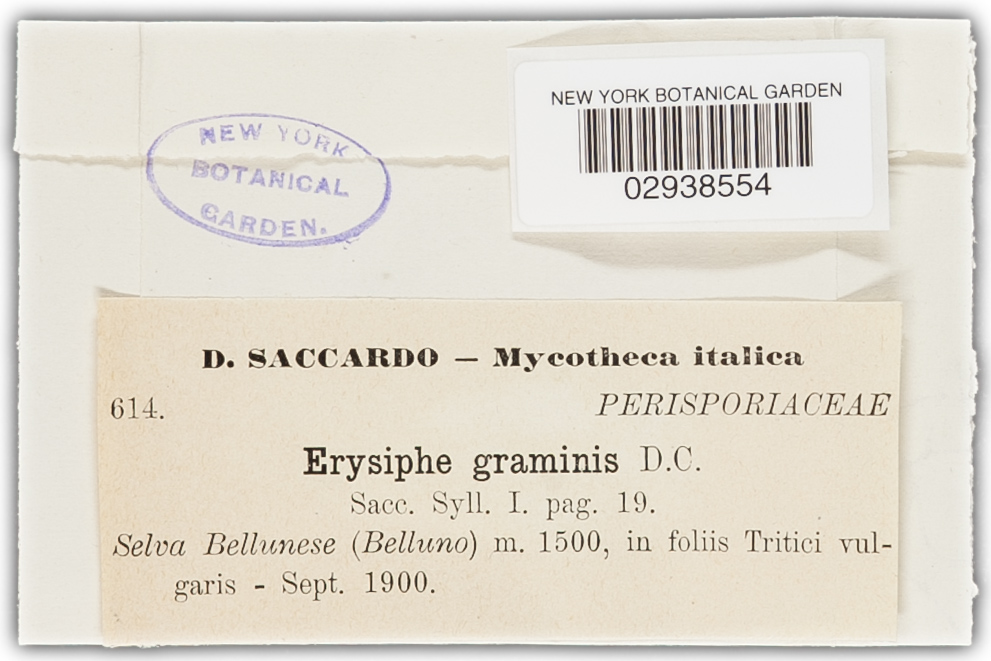 Blumeria graminis image