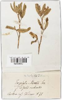 Erysiphe martii image
