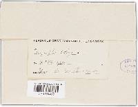Erysiphe polygoni image