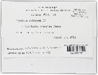 Erysiphe polygoni image