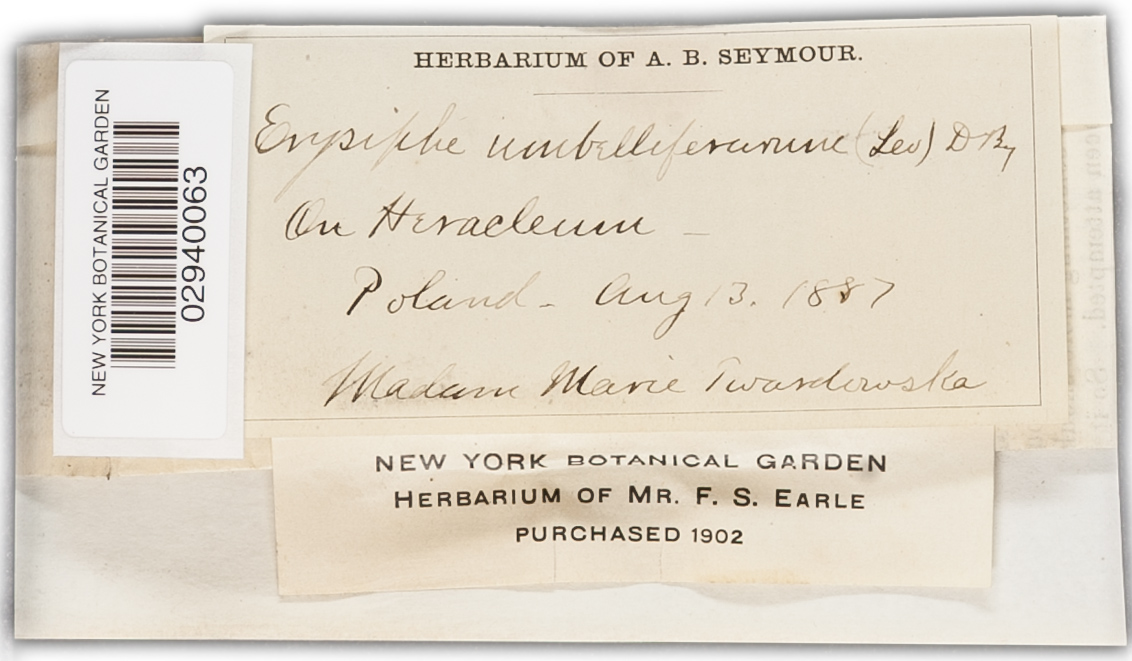 Erysiphe heraclei image