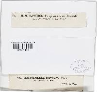 Erysiphe penicillata image