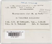 Erysiphe penicillata image