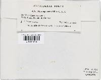 Microsphaera diffusa image