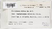 Microsphaera diffusa image