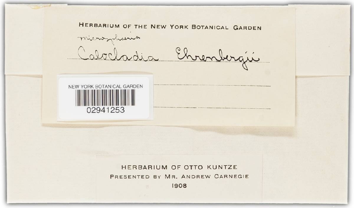 Microsphaera ehrenbergii image
