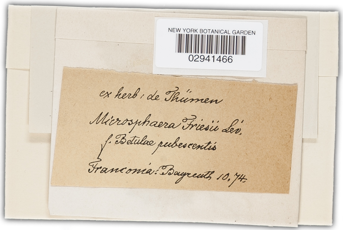 Erysiphe friesii image