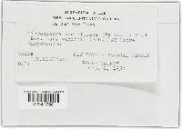 Erysiphe penicillata image