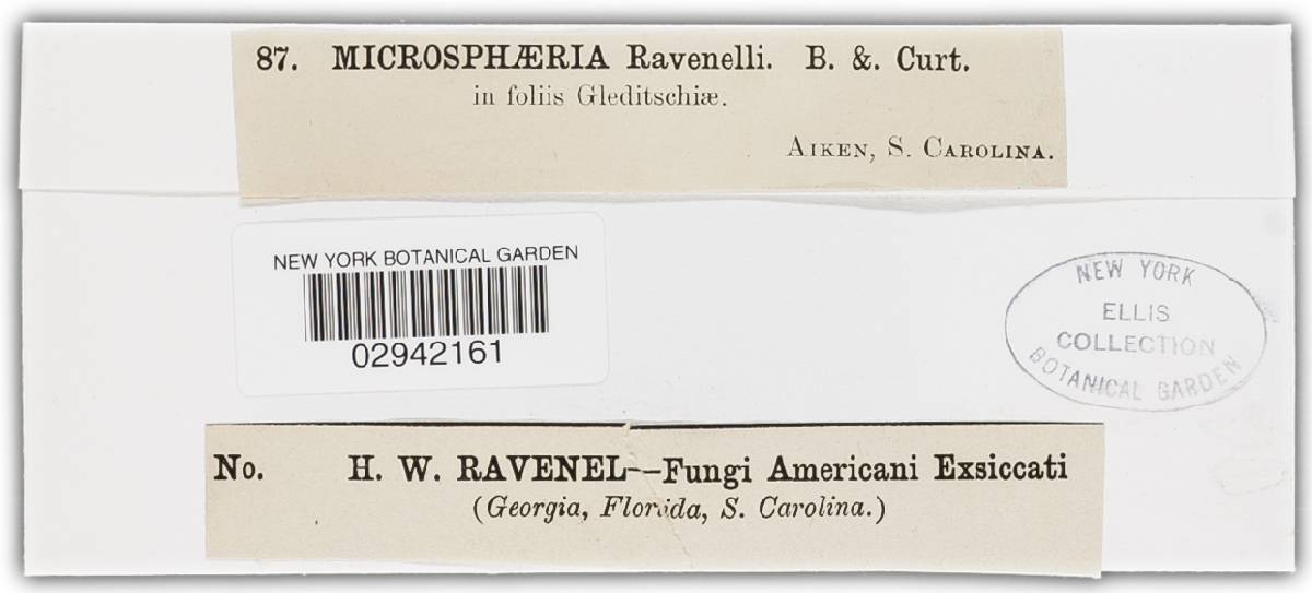 Microsphaera ravenelii image