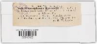 Microsphaera ravenelii image