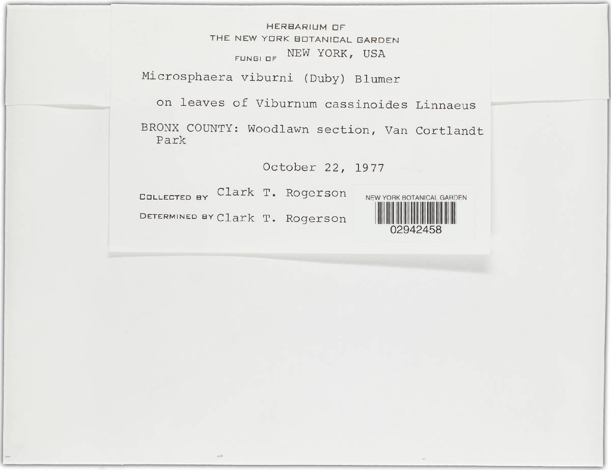 Microsphaera viburni image