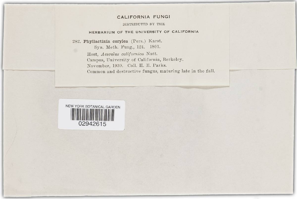 Phyllactinia guttata image