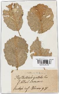 Phyllactinia guttata image