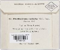 Phyllactinia guttata image