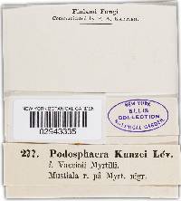 Podosphaera kunzei image