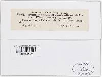 Podosphaera clandestina image