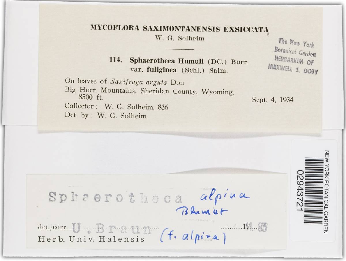 Sphaerotheca alpina image