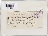Sphaerotheca castagnei image