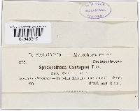 Sphaerotheca castagnei image