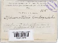 Sphaerotheca castagnei image